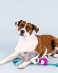 SHARK BAIT DOG TOY