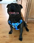 Neoprene Dog Harness - Blue