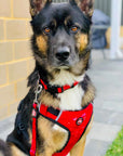 Neoprene Dog Harness - Red