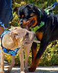 Neoprene Dog Harness - Blue