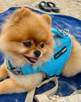 Small pomeranian dog wearing blue SaltyDOG Waverider life jacket at the beach