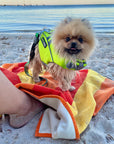 Small pomeranian dog wearing green SaltyDOG Waverider life jacket at the beach