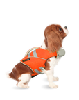 Small dog wearing orange SaltyDOG Waverider life jacket at the beach