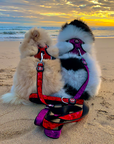 Neoprene Dog Harness - Red