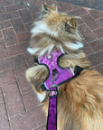 Neoprene Dog Harness - Purple