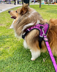 Neoprene Dog Harness - Purple
