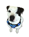Neoprene Dog Harness - Blue