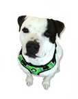Neoprene Dog Harness - Green