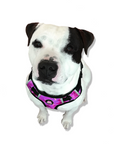 Neoprene Dog Harness - Pink