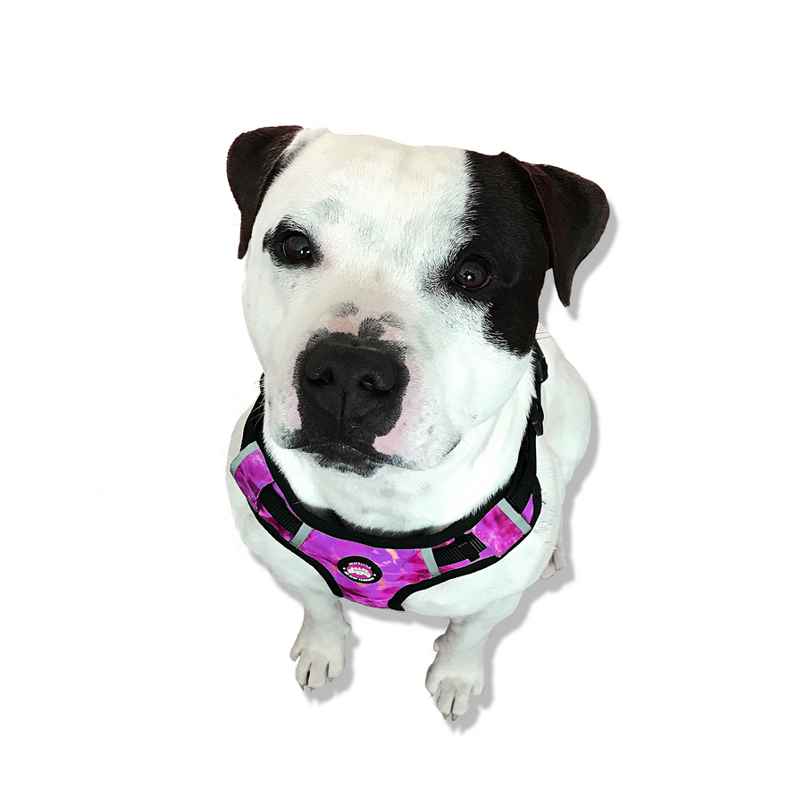 Neoprene Dog Harness - Pink