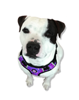 Neoprene Dog Harness - Purple