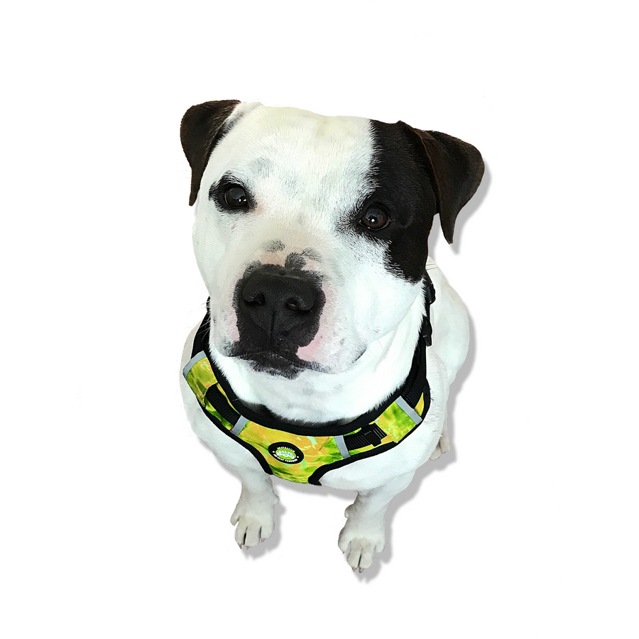 Neoprene Dog Harness - Yellow