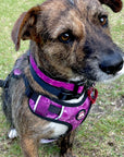 Neoprene Dog Harness - Purple