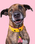 Urban Jessy Collar