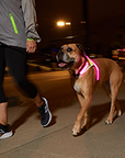 Lighthound LED Dog Harness