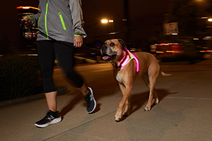 Lighthound LED Dog Harness