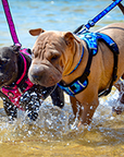 Neopro Pink Leash