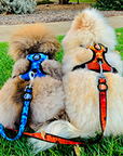Neopro Blue Leash