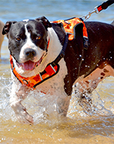 dog harness orange