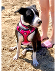 Neoprene Dog Harness - Pink