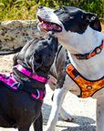 Neopro Orange Collar