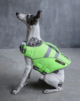 Small dog wearing green SaltyDOG Waverider life jacket