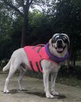 Big Labrador dog wearing pink SaltyDOG Waverider life jacket at the beach