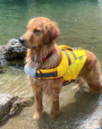 Golden Retriever dog wearing yellow SaltyDOG Waverider life jacket at the beach