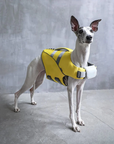 Small whippet dog wearing yellow SaltyDOG Waverider life jacket