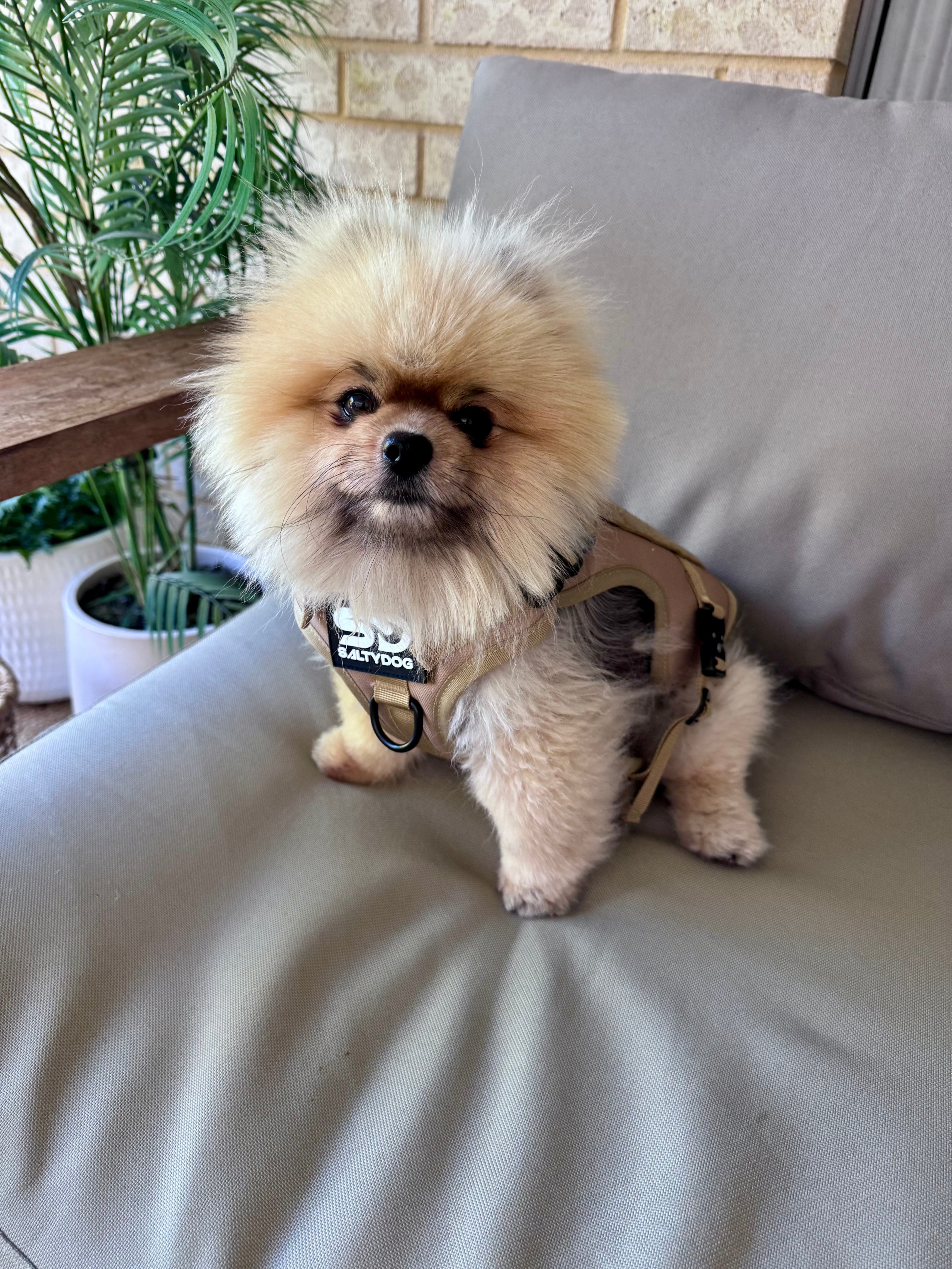 Tactical Harness Coyote Brown