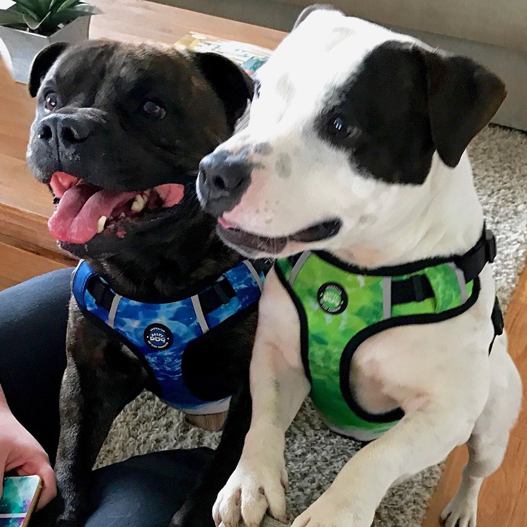 Neopro Harness - Blue