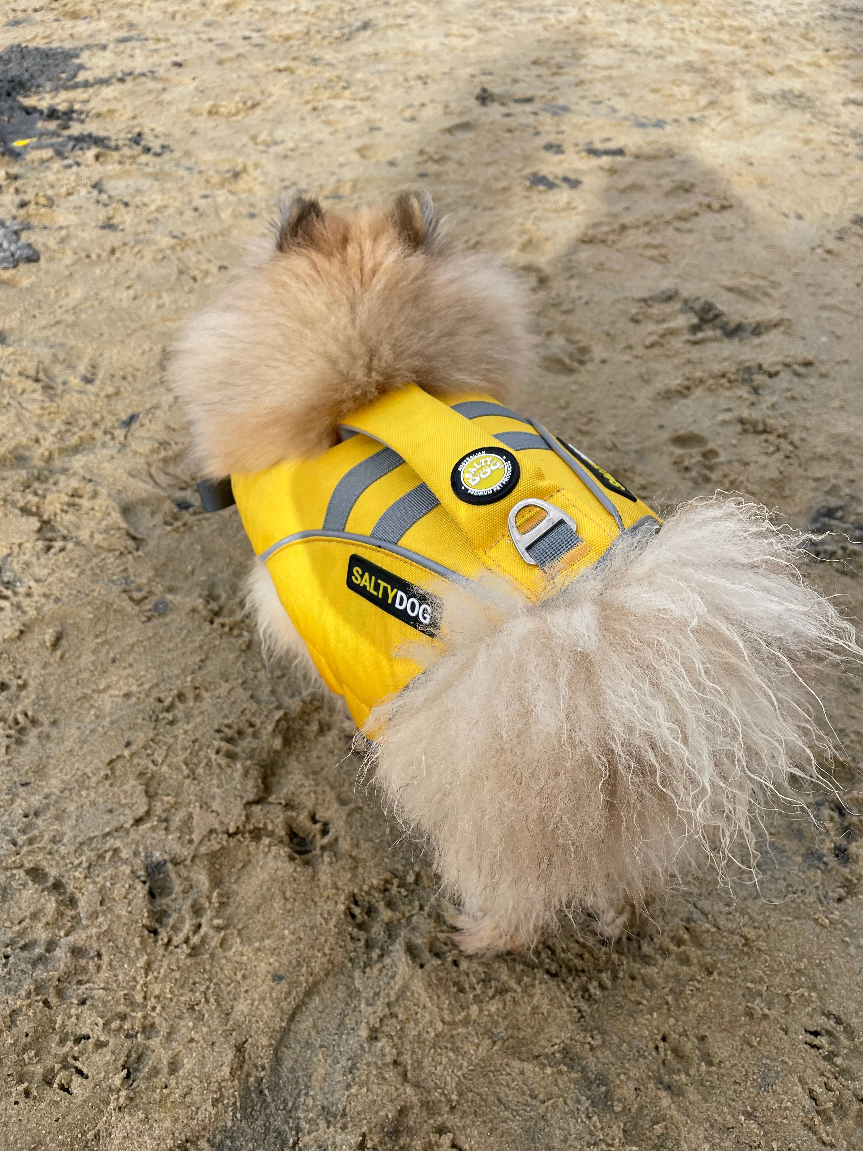 dog life jackets from saltydogs.com.au