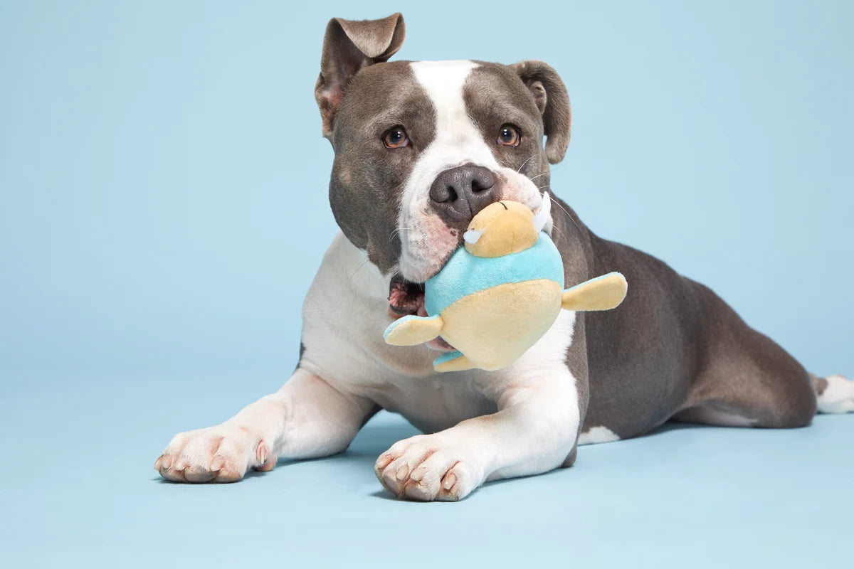 BARK Wallace Walrus