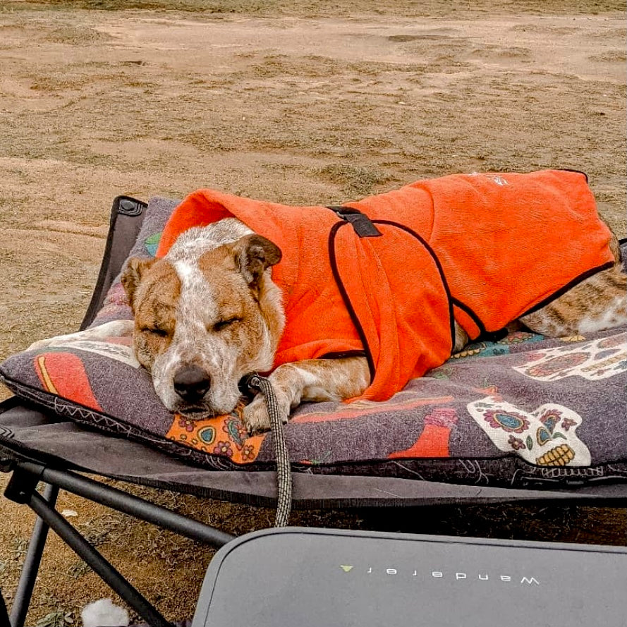 dog drying coat by saltydogs.com.au