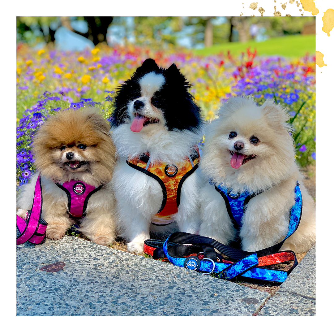 Neopro Harness - Blue