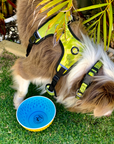 Neoprene Dog Harness - Yellow