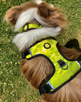 Neoprene Dog Harness - Yellow