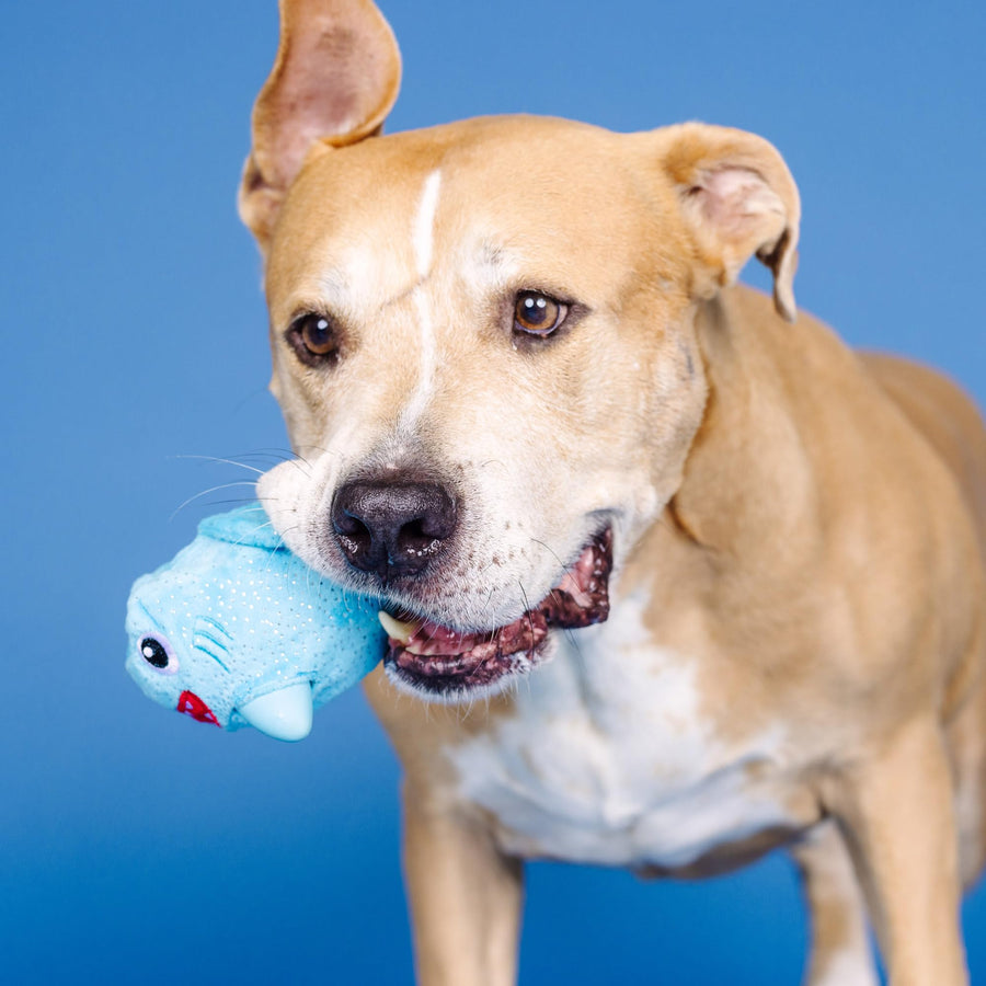 OUT OF THE BLUE RUBBER/PLUSH DOG TOY