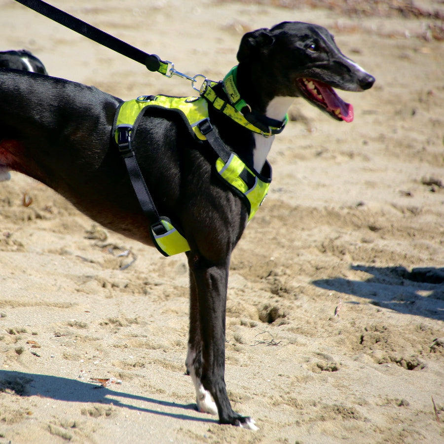 Neoprene Dog Harness - Yellow