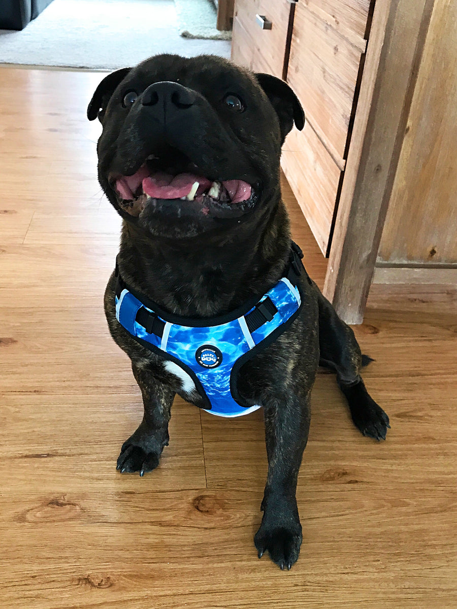Neoprene Dog Harness - Blue