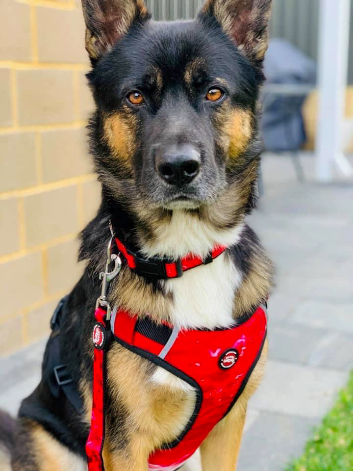 Neoprene Dog Harness - Red