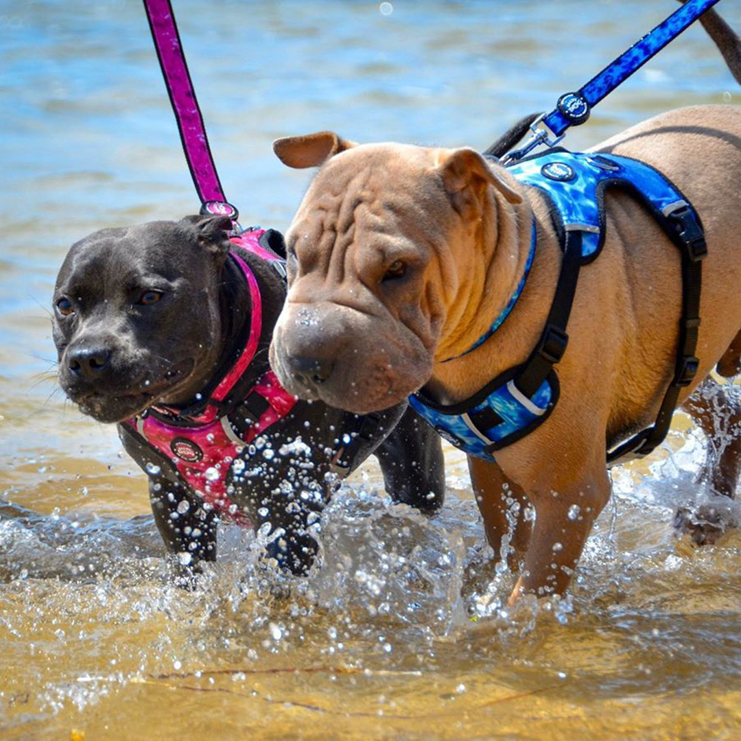 Neopro Harness - Blue