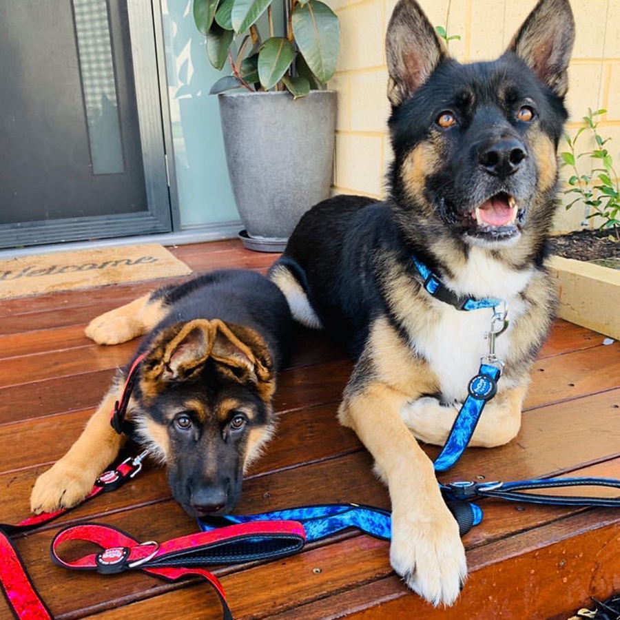 Neoprene Dog Harness - Red