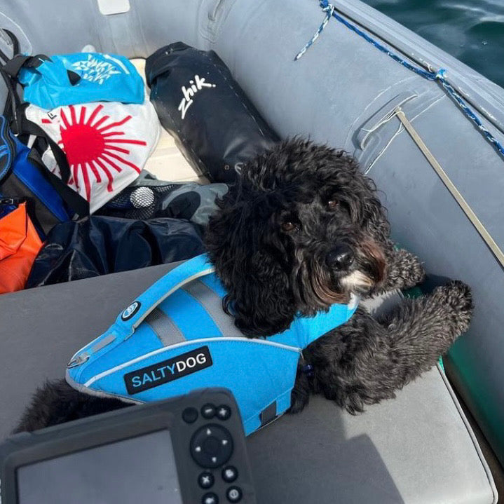 Small dog wearing blue SaltyDOG Waverider life jacket on a boat