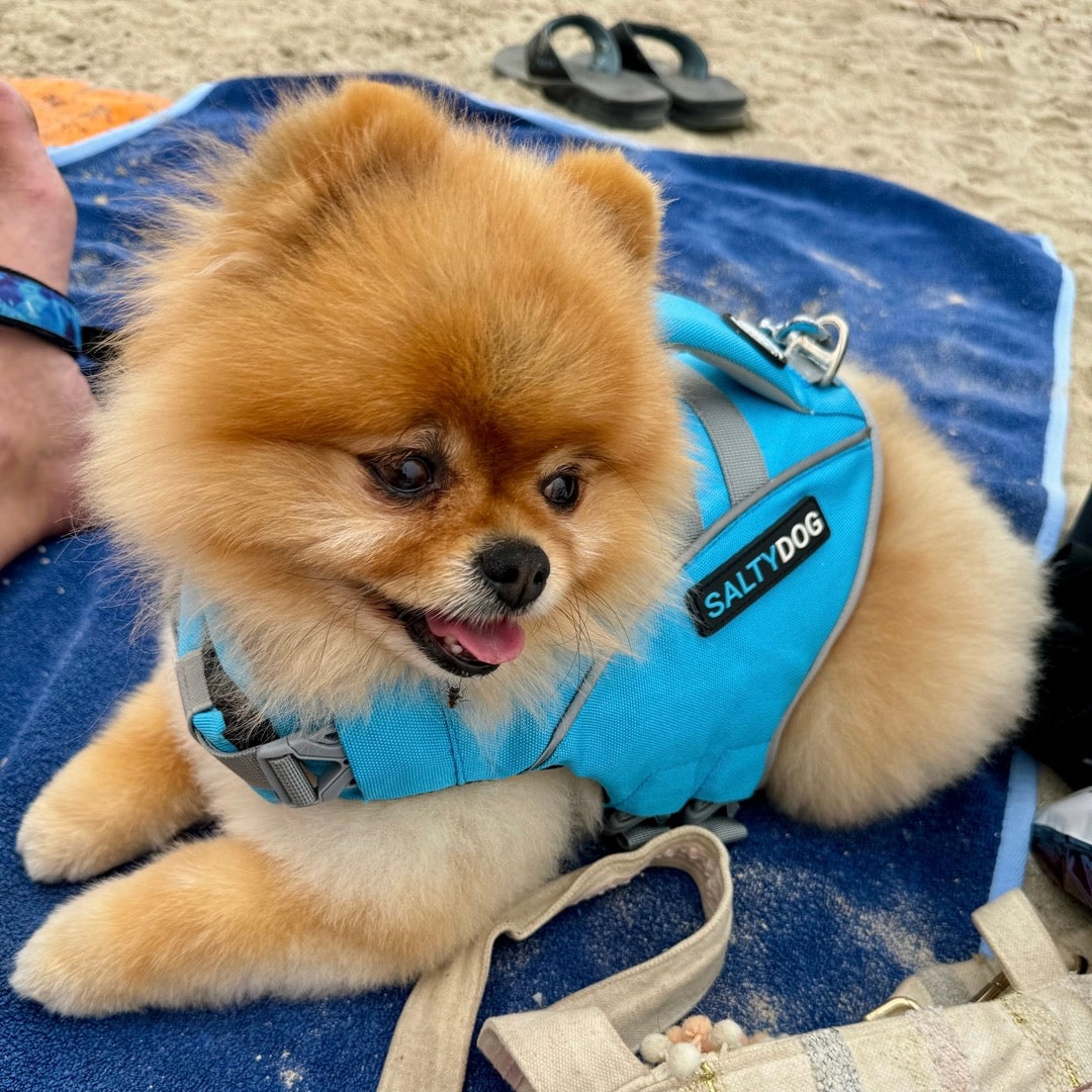 Small pomeranian dog wearing blue SaltyDOG Waverider life jacket at the beach