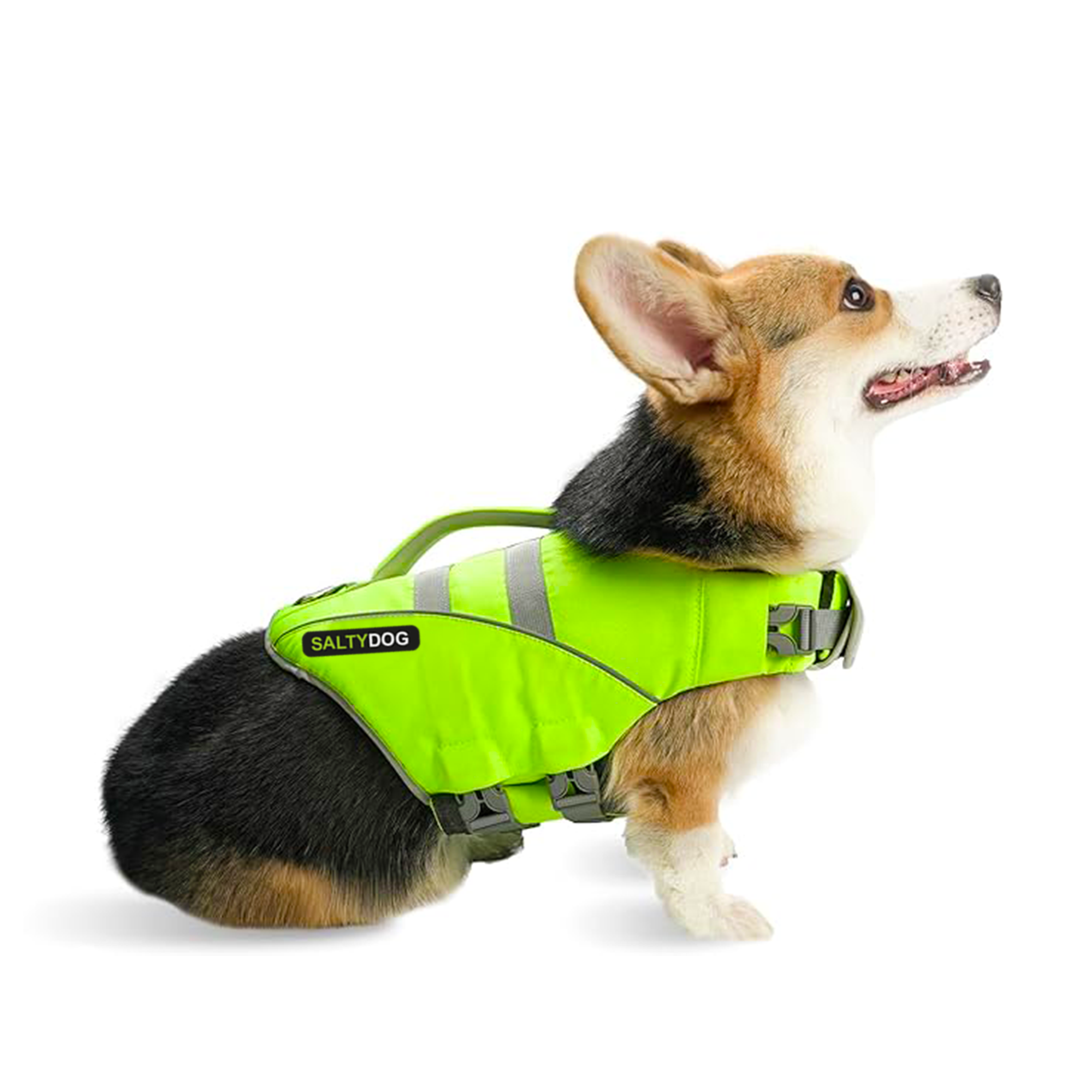 Small dog wearing green SaltyDOG Waverider life jacket