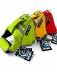 Three dog life vests in green, yellow, and red with 'Salty Dog' branding on a white background.