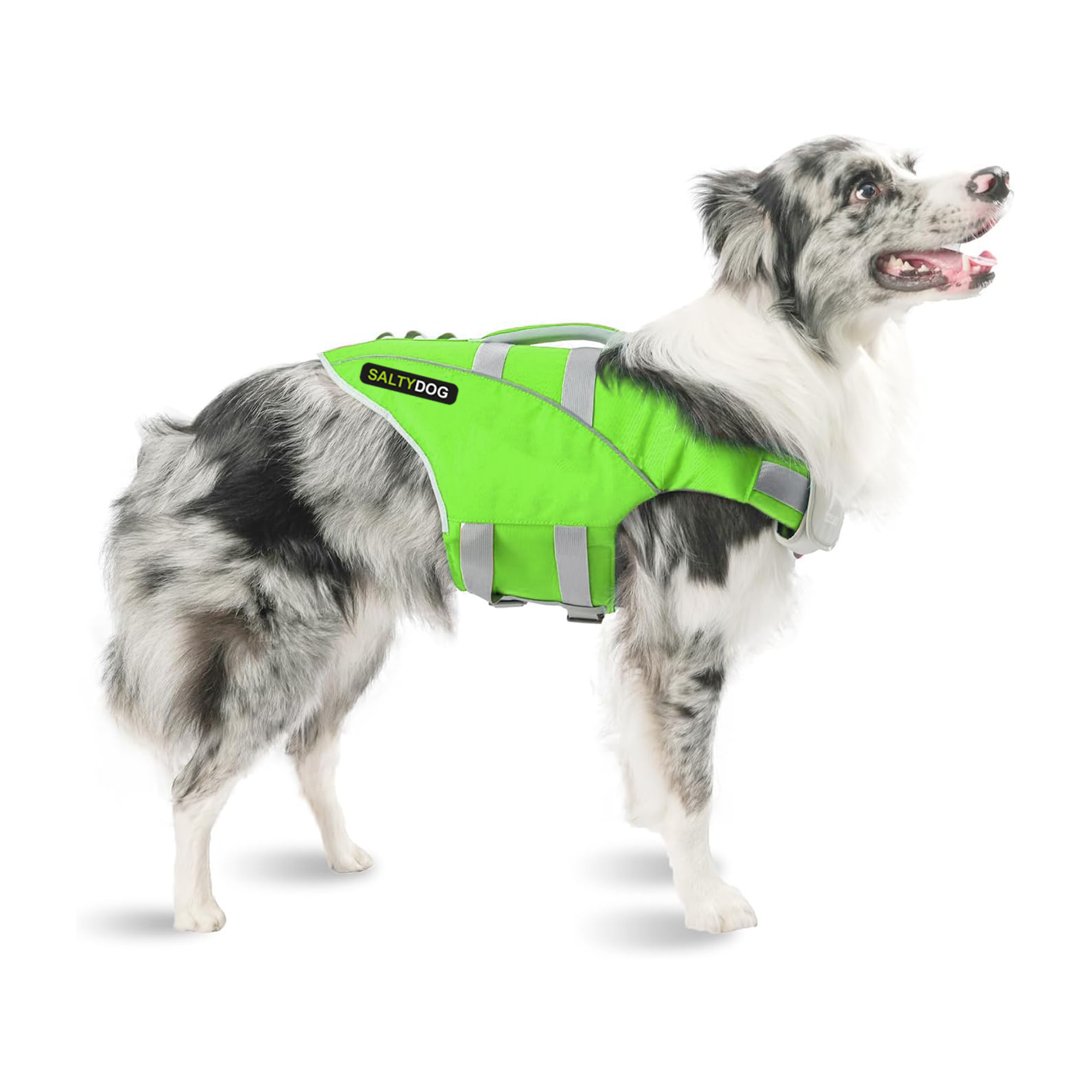 Australian Shepherd dog wearing green SaltyDOG Waverider life jacket at the beach