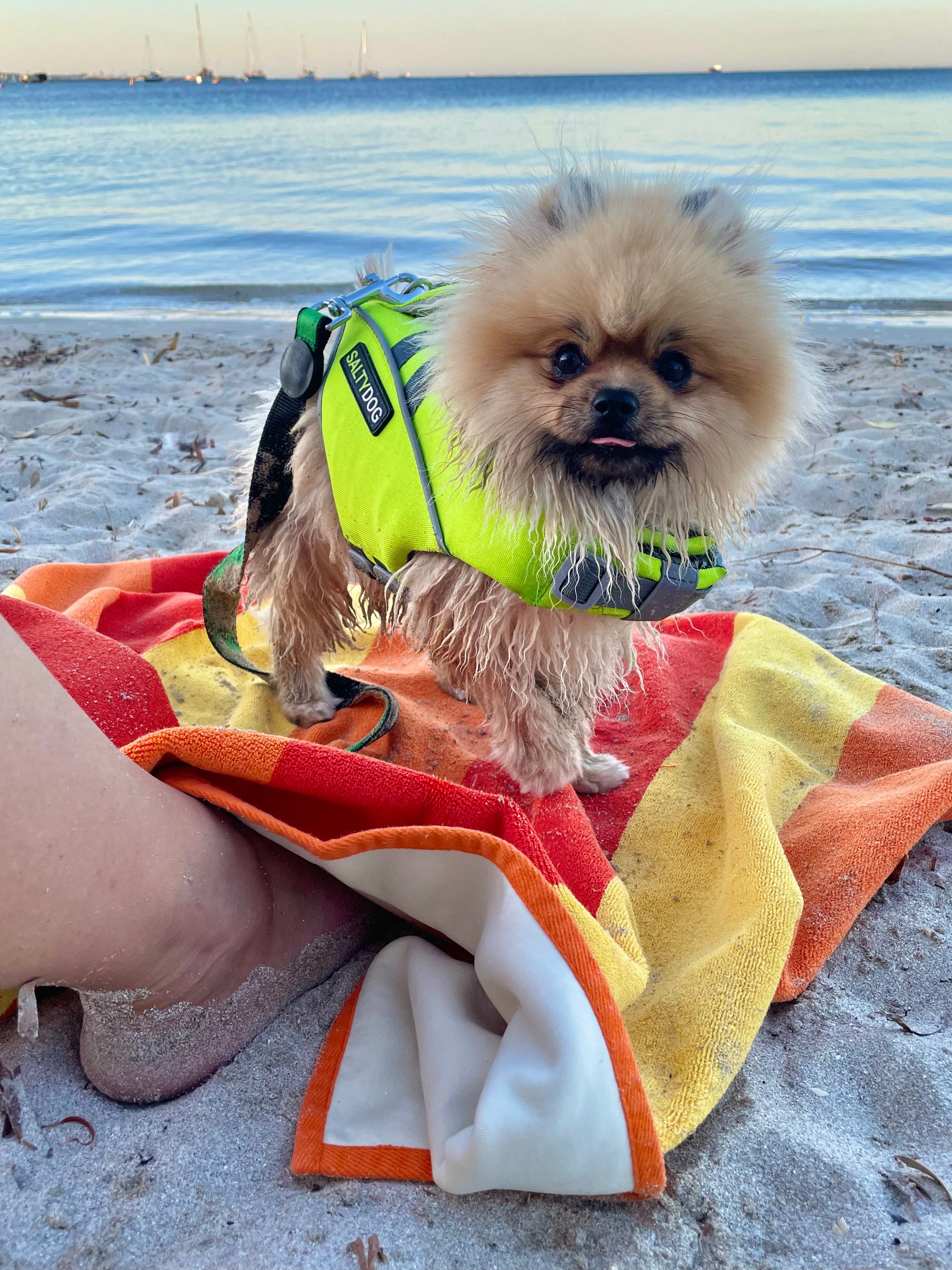 Small pomeranian dog wearing green SaltyDOG Waverider life jacket at the beach