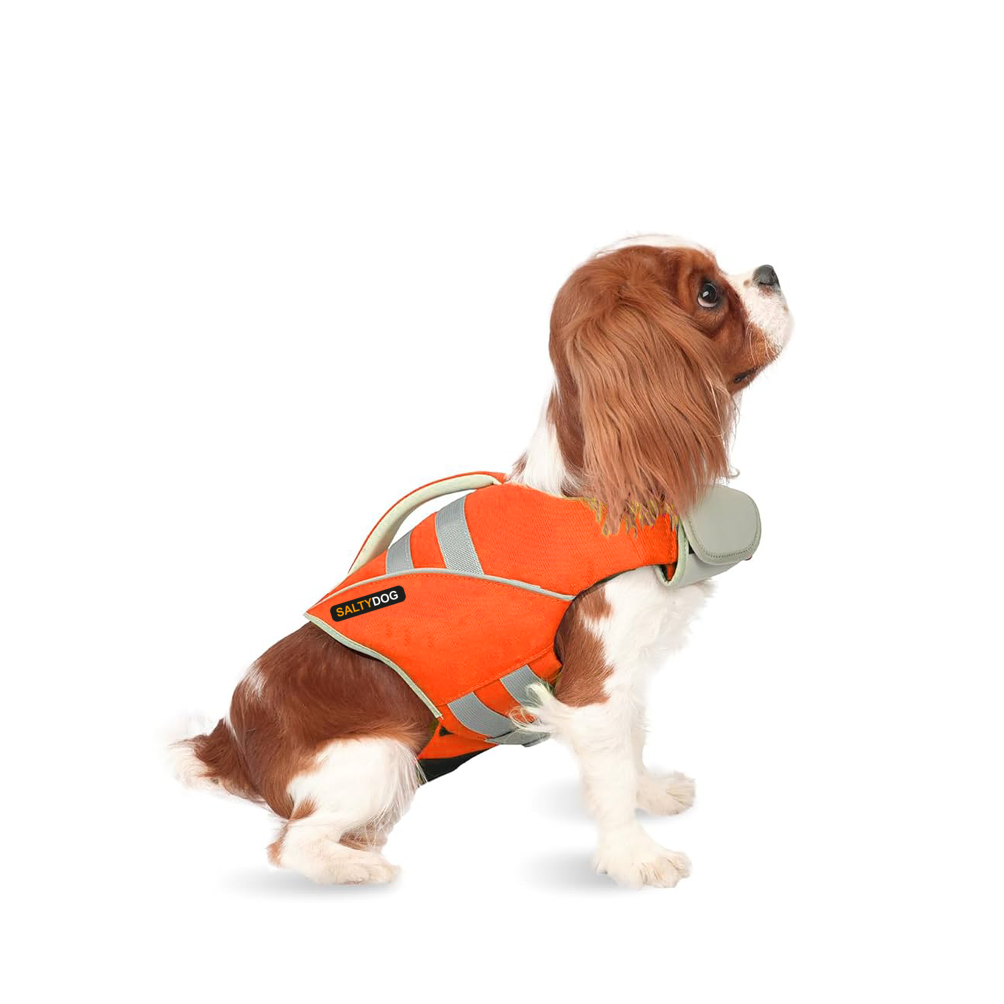 Small dog wearing orange SaltyDOG Waverider life jacket at the beach